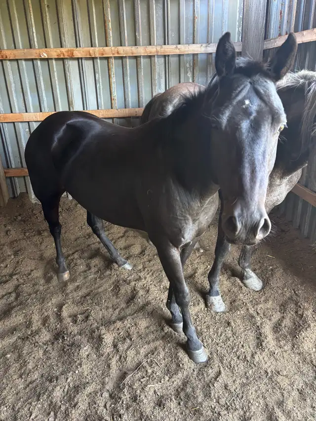 5yr Old Mare