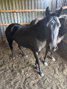 5yr Old Mare