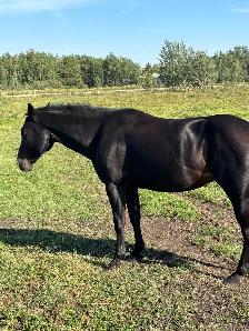 5yr Old Mare - Photo 2