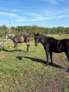 5yr Old Mare - Photo 3
