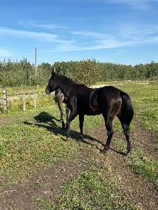 5yr Old Mare - Photo 4