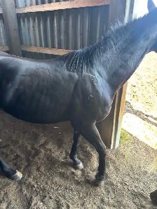 5yr Old Mare - Photo 5