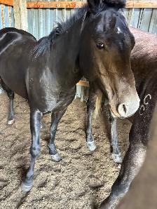 5yr Old Mare - Photo 6