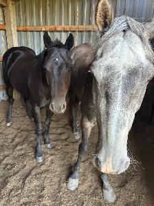 5yr Old Mare - Photo 7
