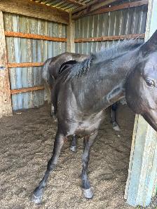 5yr Old Mare - Photo 8