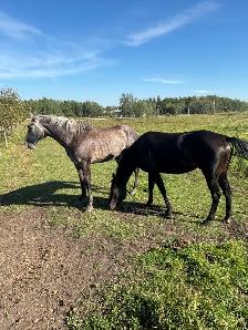 5yr Old Mare - Photo 9