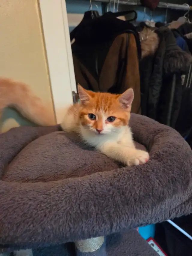 Chaton a vendre