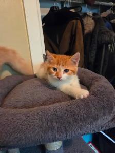 Chaton a vendre