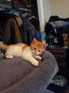 Chaton a vendre - Photo 2