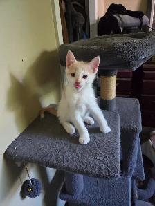 Chaton a vendre - Photo 4