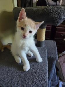 Chaton a vendre - Photo 5
