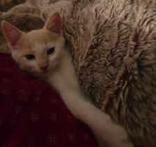 Chaton a vendre - Photo 6
