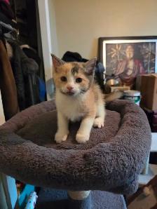 Chaton a vendre - Photo 7