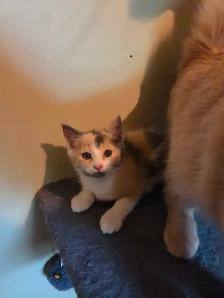 Chaton a vendre - Photo 8