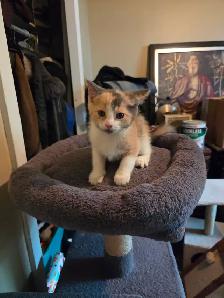 Chaton a vendre - Photo 9