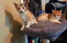 Chaton a vendre - Photo 10