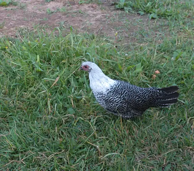 DEATHLAYER PULLETS 10 LEFT