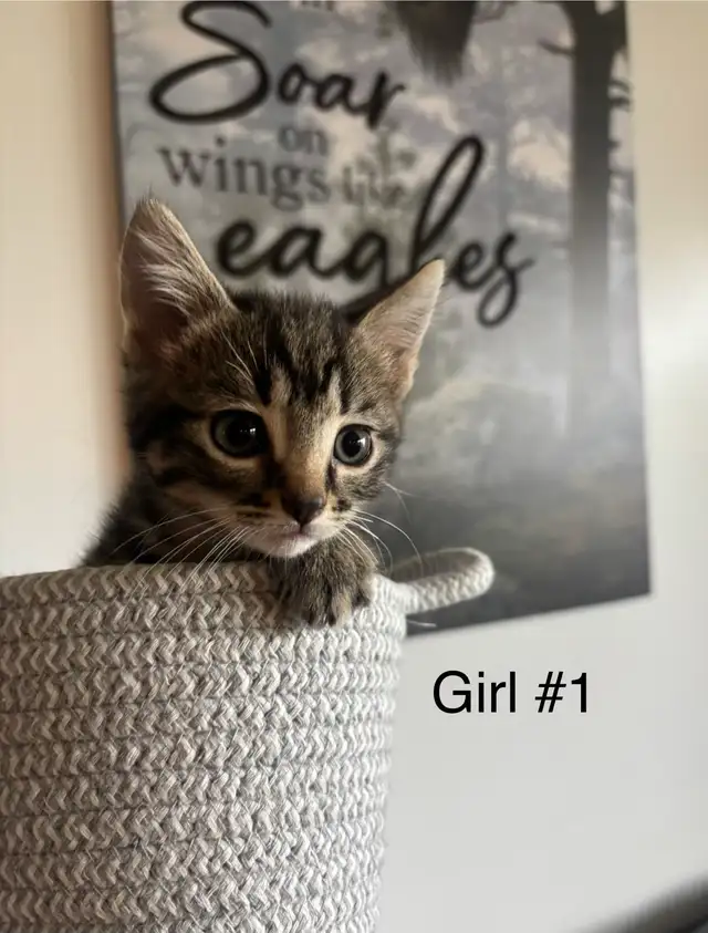 One little girl kitten for sale