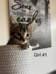 One little girl kitten for sale