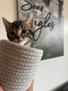 One little girl kitten for sale - Photo 2