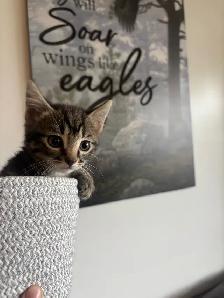 One little girl kitten for sale - Photo 3