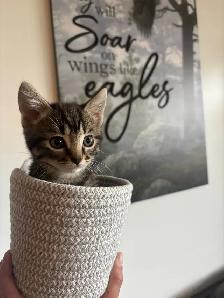 One little girl kitten for sale - Photo 4