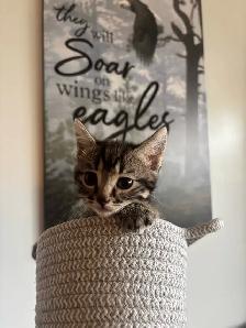 One little girl kitten for sale - Photo 5
