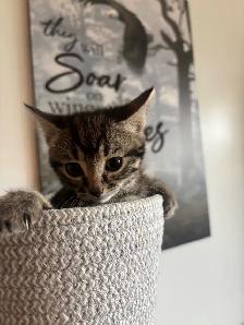 One little girl kitten for sale - Photo 6