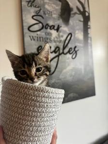 One little girl kitten for sale - Photo 7