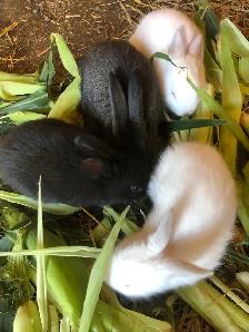 Bunnies nice