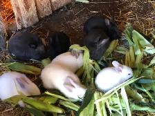 Bunnies nice - Photo 2