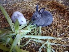 Bunnies nice - Photo 3