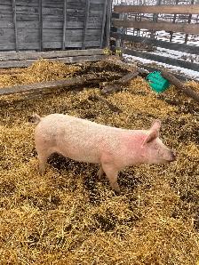 Butcher pigs for sale