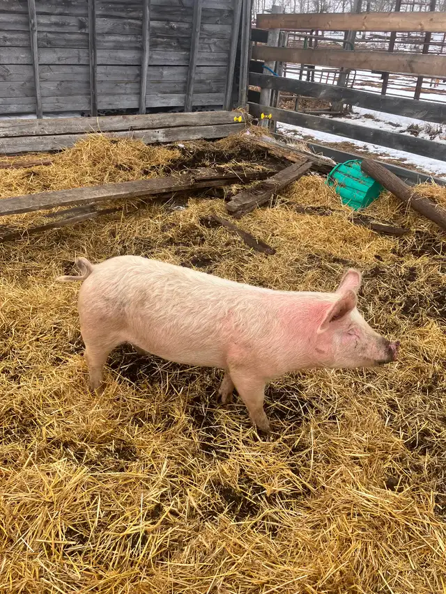 Butcher pigs for sale