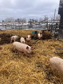 Butcher pigs for sale - Photo 2