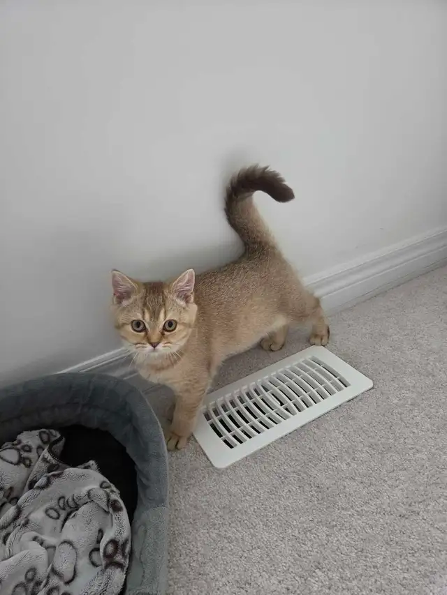 British Shorthair Female Kitten – Last One Available!