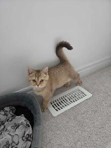 British Shorthair Female Kitten – Last One Available!