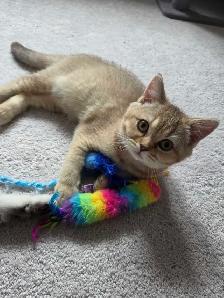 British Shorthair Female Kitten – Last One Available! - Photo 2