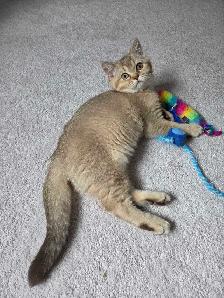 British Shorthair Female Kitten – Last One Available! - Photo 3