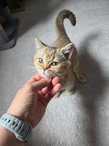 British Shorthair Female Kitten – Last One Available! - Photo 5