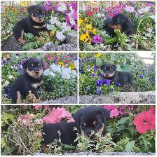 Pure Rottweiler puppies - Photo 3