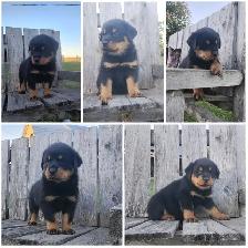 Pure Rottweiler puppies - Photo 4