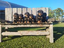 Pure Rottweiler puppies - Photo 5
