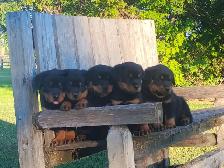 Pure Rottweiler puppies - Photo 6