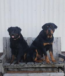 Pure Rottweiler puppies - Photo 7