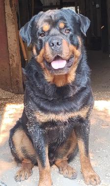 Pure Rottweiler puppies - Photo 8