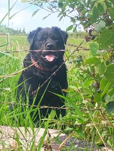 Pure Rottweiler puppies - Photo 9