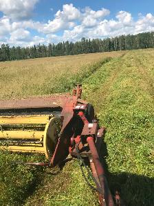 Hay, Naturally grown, no pesticides - Photo 2