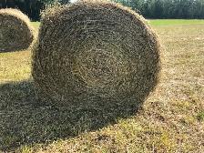 Hay, Naturally grown, no pesticides - Photo 3