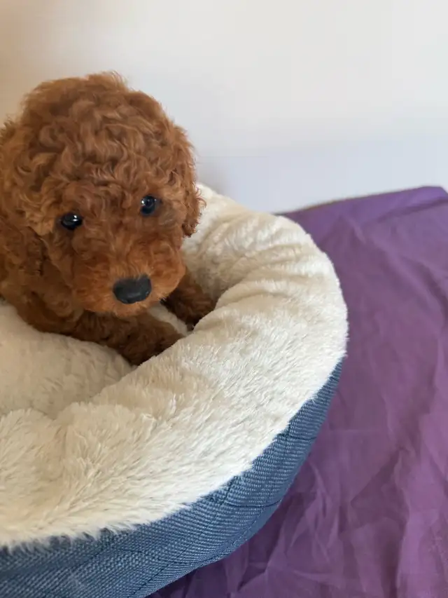 Red Toy Poodle Puppy